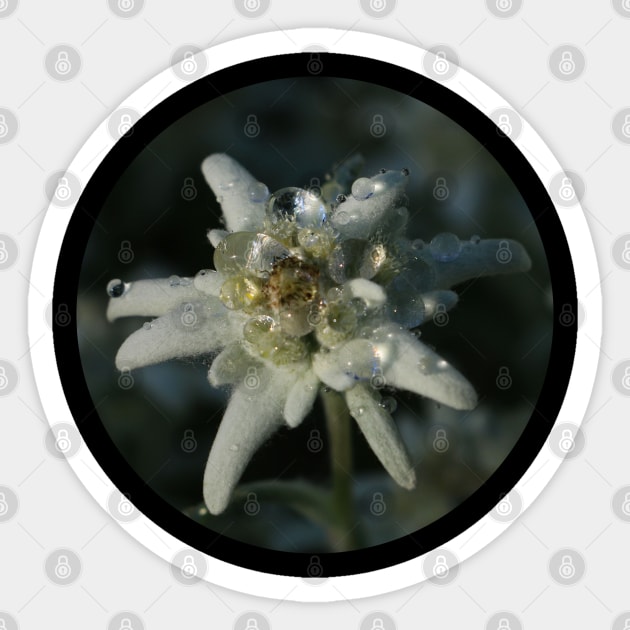 Edelweiss Sticker by OVP Art&Design